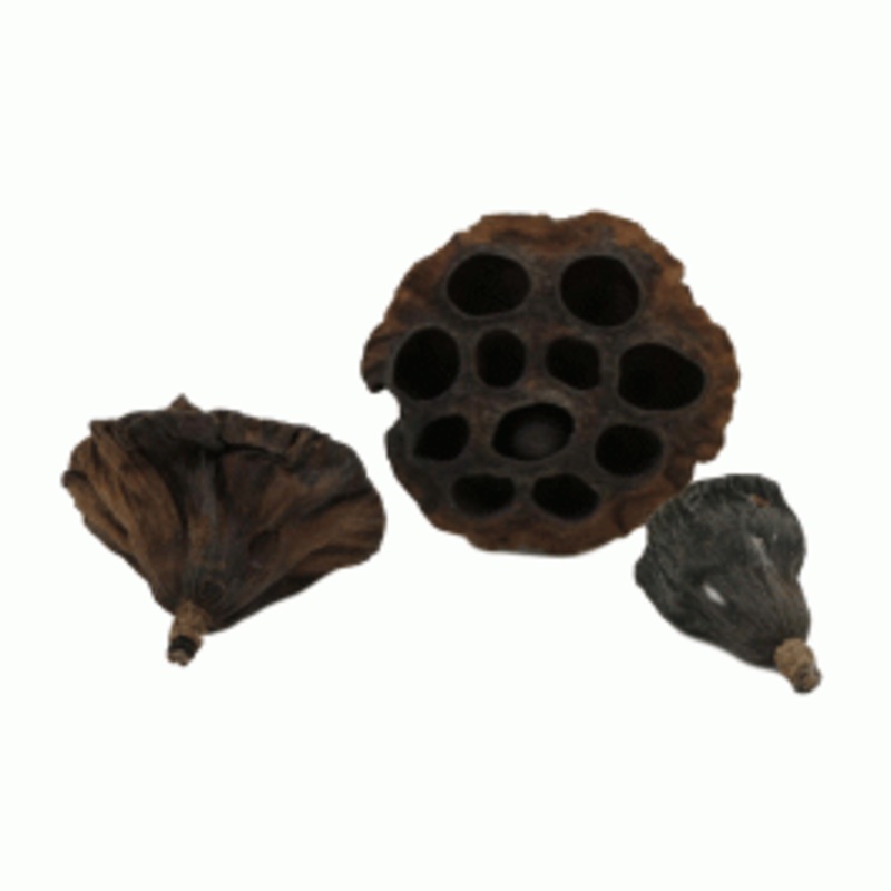Lotus Pod Accessory Betta Choice Lotus Pods - Shop Aquarium & Reptile Supplies – Tanks ...